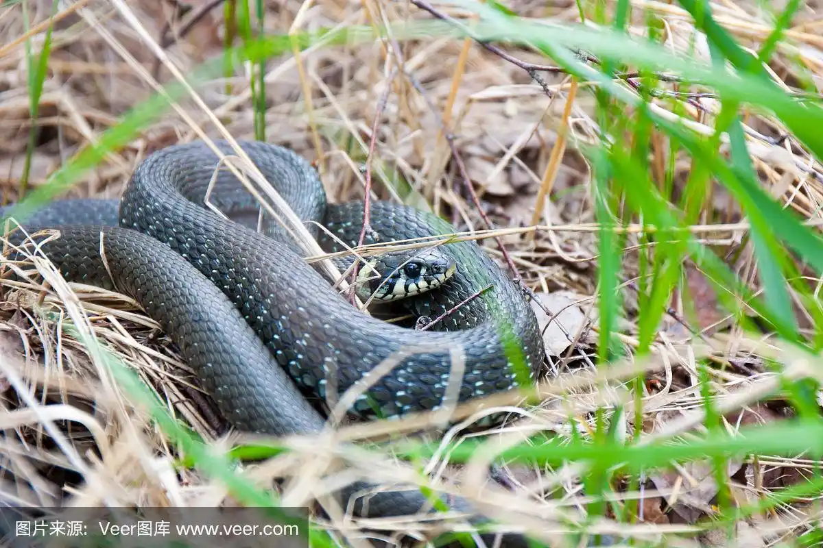 草蛇躺在枯黄的草地上.蛇特写照片