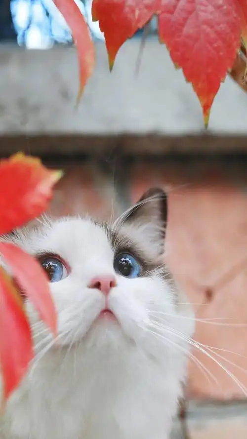 可爱猫咪图片高清手机壁纸