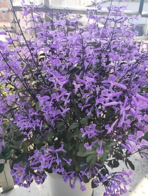 开花机器特丽莎香茶菜,南方几乎全年开花,南窗台也能养爆盆