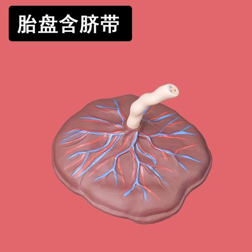 新生儿初生儿脐带胎盘模型 宝宝胎盘示教模型 孕妇学习教具