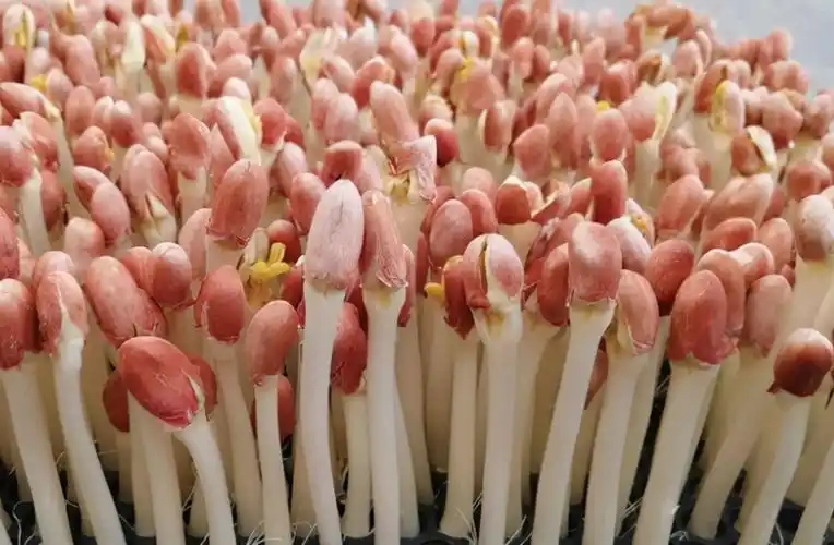 花生芽:生长不能见光,曾误认为不能吃,却被誉为"菜中珍品"