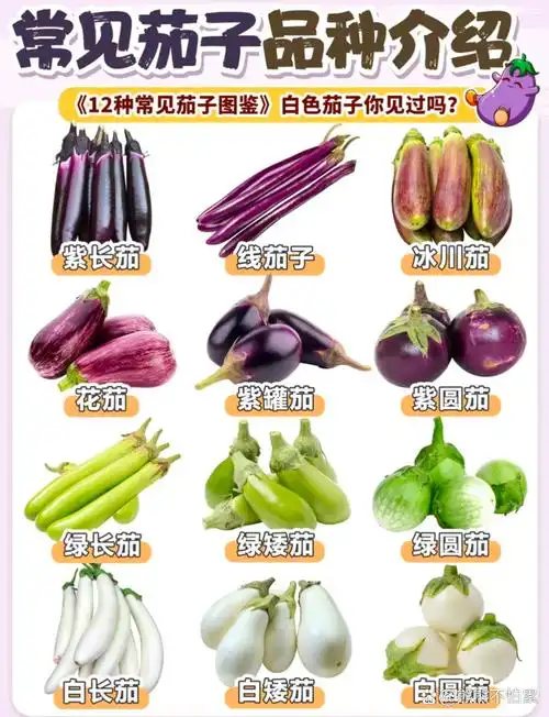 这么多品种的茄子,你们喜欢吃哪一种?