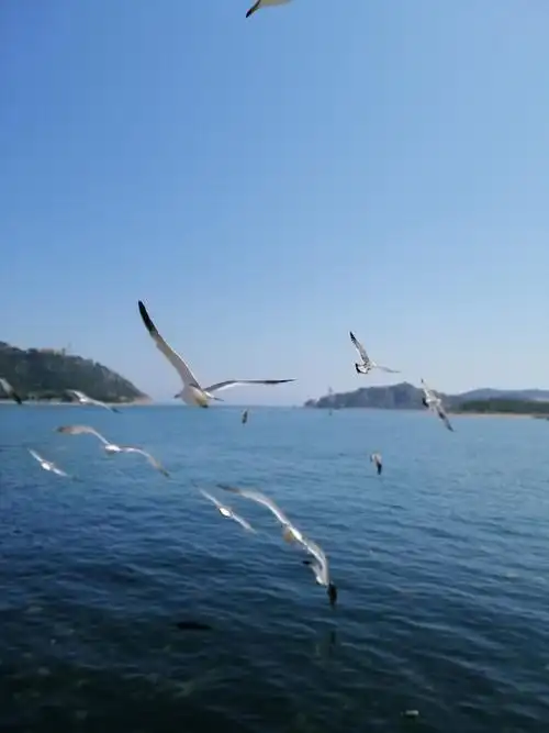 大连的海鸥