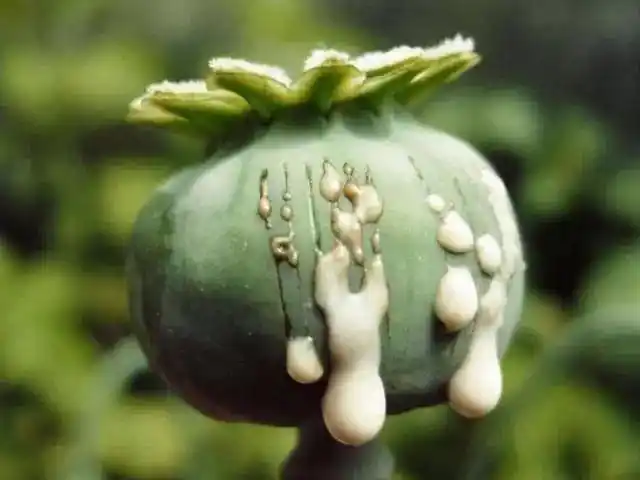 那可丁其提取物也是多种镇静剂的来源同时用它就可以制成我们常说的