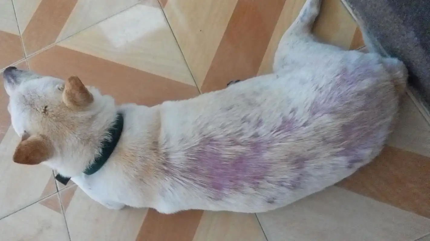 狗狗这是得了什么皮肤病,请问一下大家