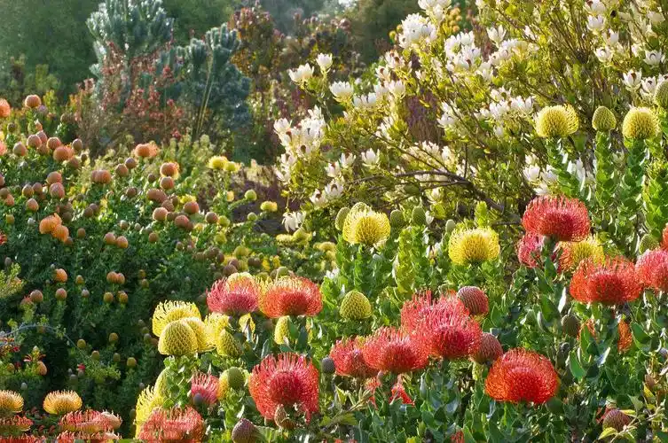 气候是夏季干旱,冬季湿度高,即所谓地中海型气候.