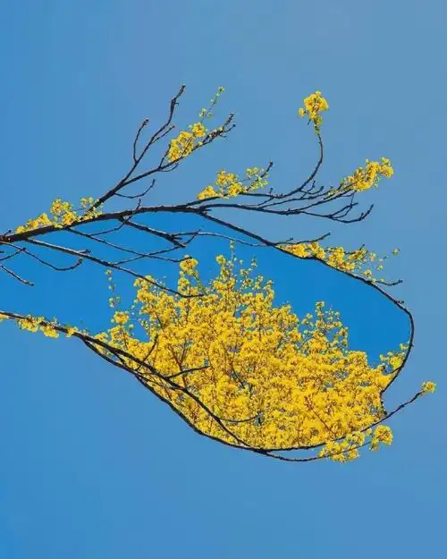 广州天空现七彩祥云