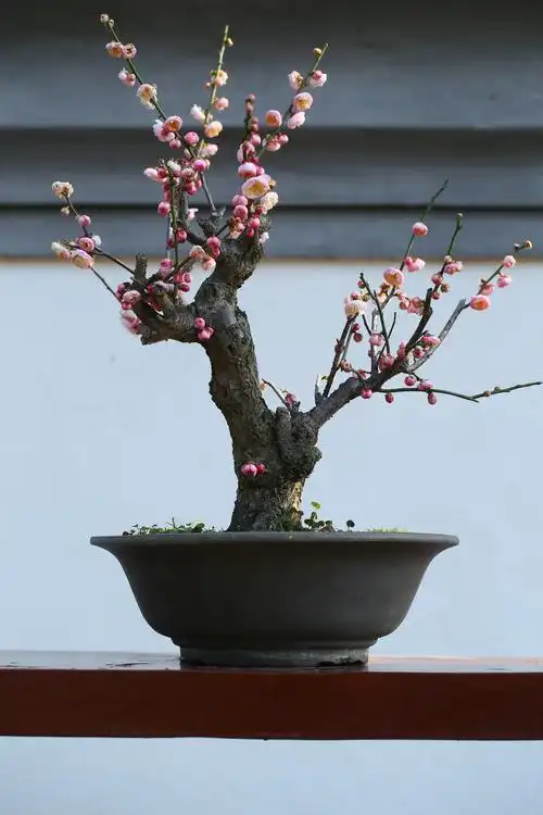 所在位置:>梅花盆景的经典造型有徽派的游龙式,三台式;苏派的劈干式