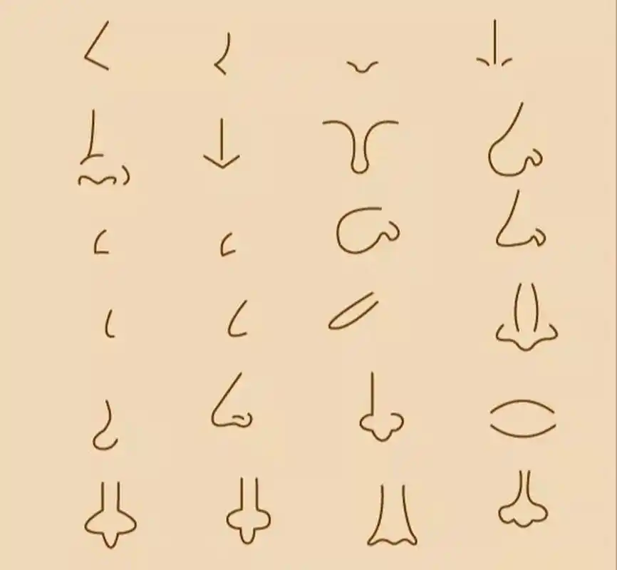 鼻子简笔画 你是属于哪种鼻子91