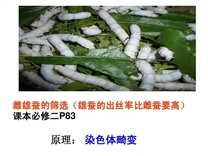 高中教育 高考 2014届一轮复习生物变异的来源答案ppt 雌雄蚕的筛选