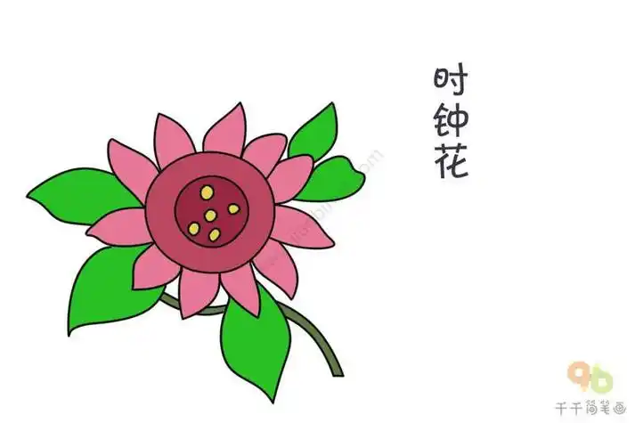 简笔画的午时花 简笔画图片大全-普车都