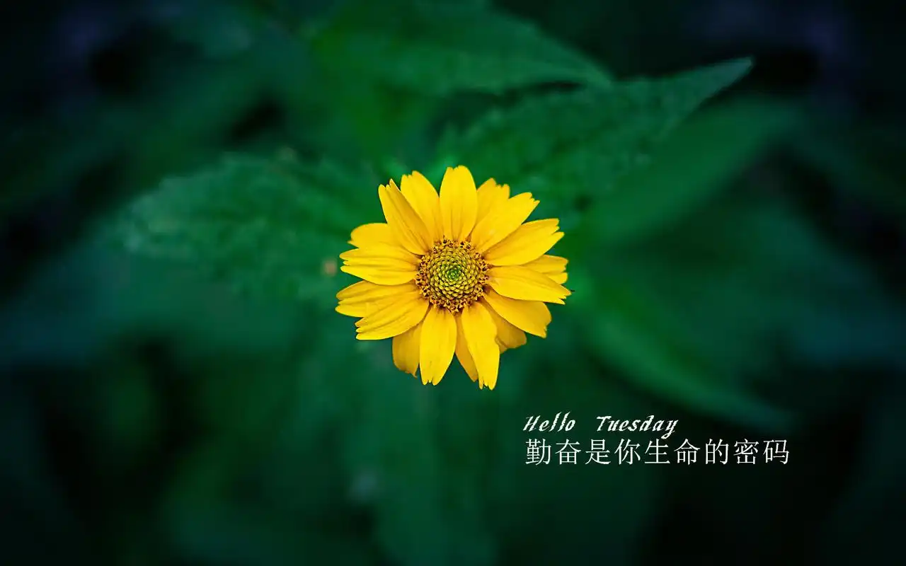 唯美文字每日心语清新绿色植物护眼桌面壁纸图片下载