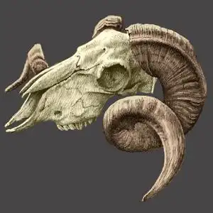 山羊的骷髅图山羊,白色背景,侧视图一个孤立的头骨山羊的骷髅图素描