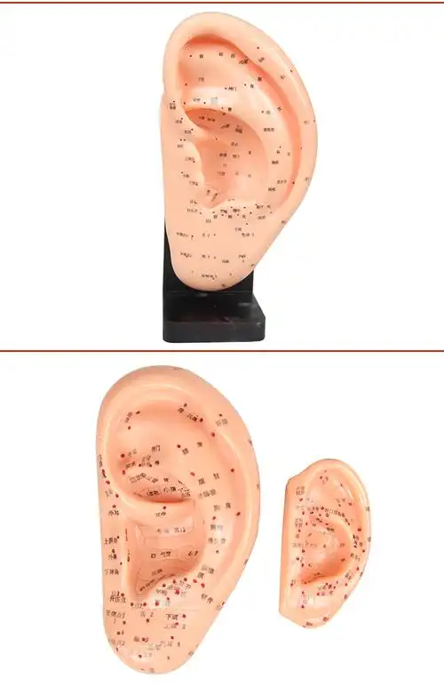 13cm清晰耳模型耳朵针灸模型耳部反射区按摩模型标准耳贴穴位经络