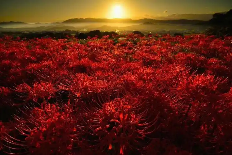 究竟是什么样子,这次总算见到了|彼岸花|冥界|花朵_新浪新闻