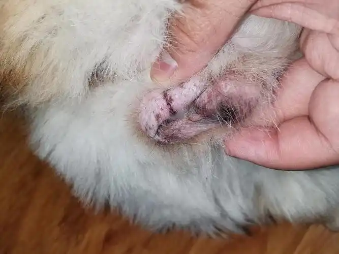 【求助】母狗生殖器有分泌物