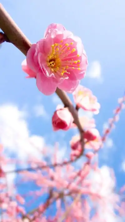 【虎斑收录】高清壁纸 植物 花卉 唯美图片 优美图片