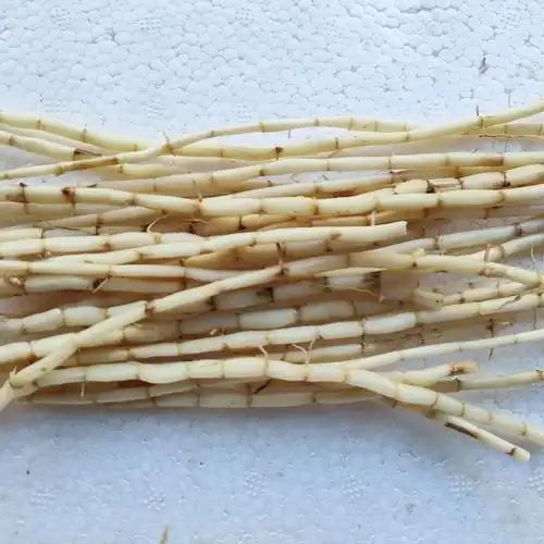 茅根新鲜白茅根毛根天然凉茶食材竹蔗马蹄茅根水湿茅根茅草根抖音同款