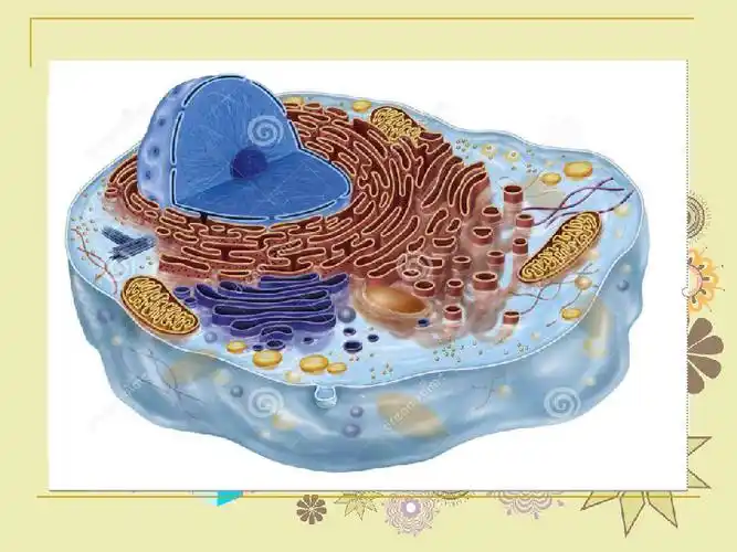 人教版七年级上生物2.1.4细胞的生活课件(共26张ppt)-21世纪教育网