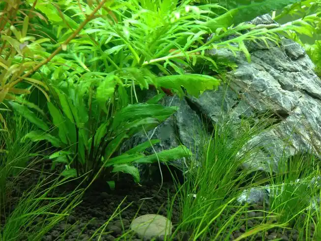 十字牛顿 008.jpg