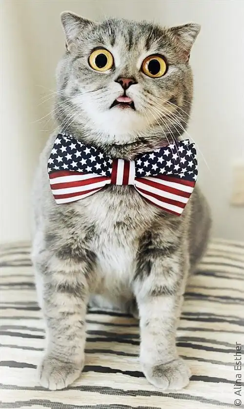 超萌猫咪堪称"表情帝" 这吐舌头的功力也是没谁了-超萌,猫咪,堪称,表