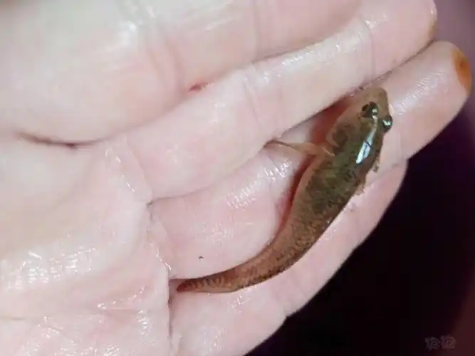 前几天发现河里有趴地的鱼