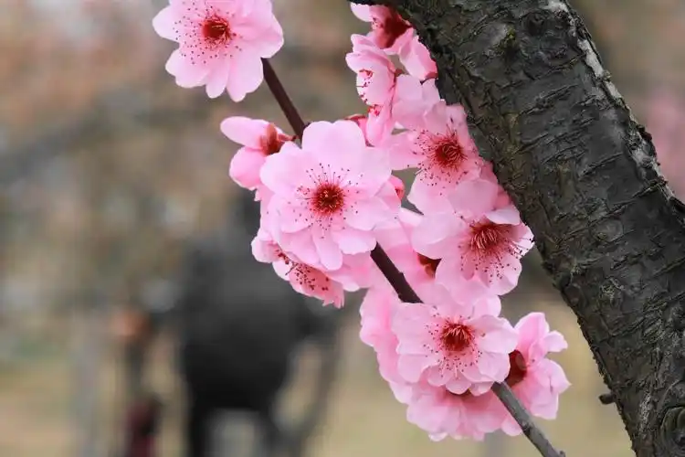 有一种梅花叫"美人梅" - 美篇
