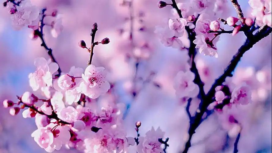 春暖花开植物高清桌面壁纸图片下载