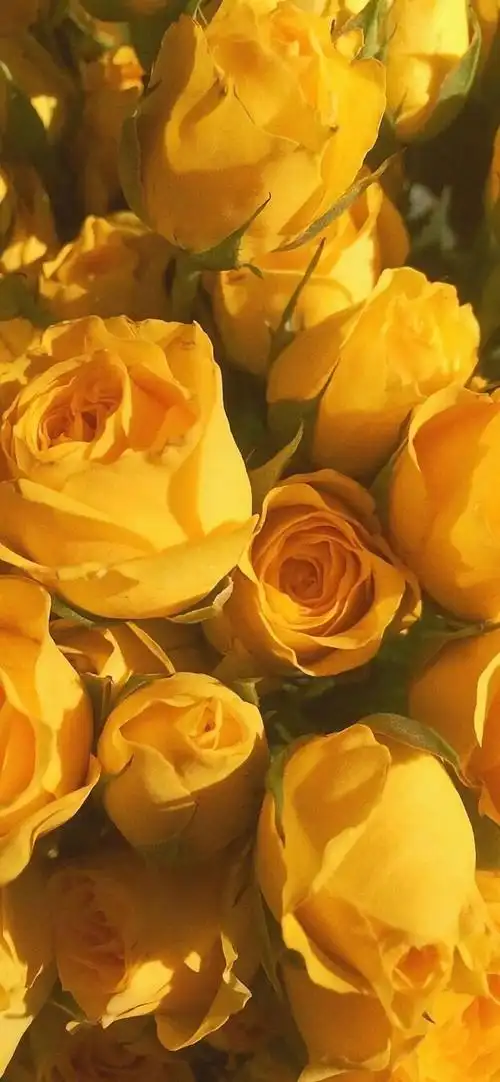 抖音精选壁纸丨全面屏壁纸