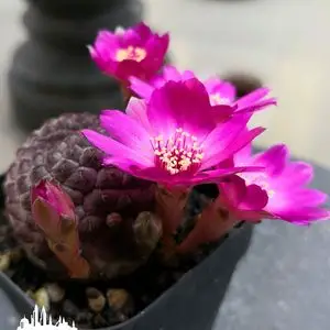 二月晴紫丽丸仙人球黄丽丸青蛙王子沟宝山群生开花仙人球多肉植物