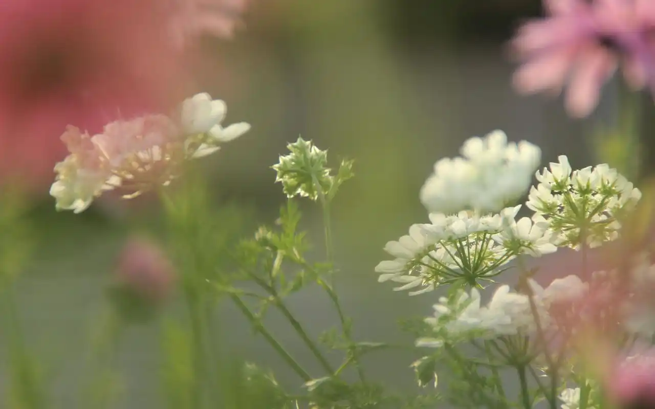 可爱白色花卉唯美高清桌面壁纸