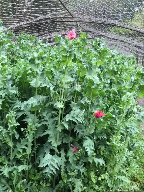 虞美人全株都有明显的绒毛,分枝多而且花茎纤细,而罂粟全株非常光滑