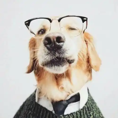 晚上在树林里时让它们在黑暗中也能清晰看到物体狗狗的视网膜有发达的