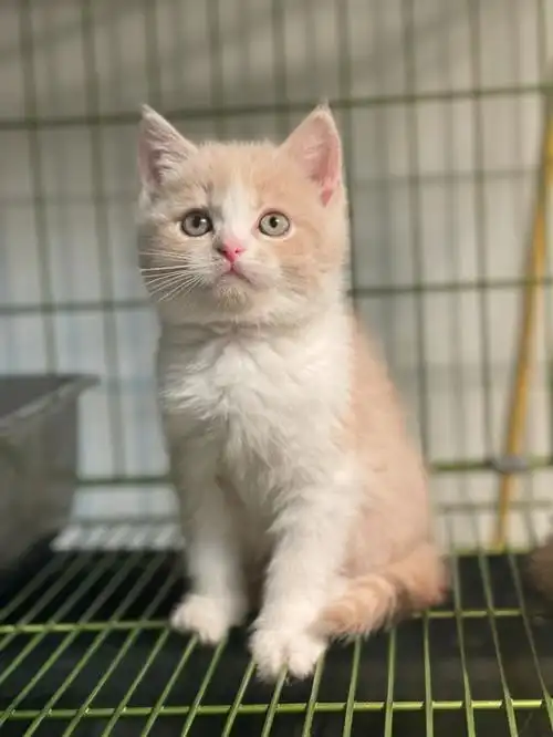 1699乳白英短很温暖的颜色西安猫舍