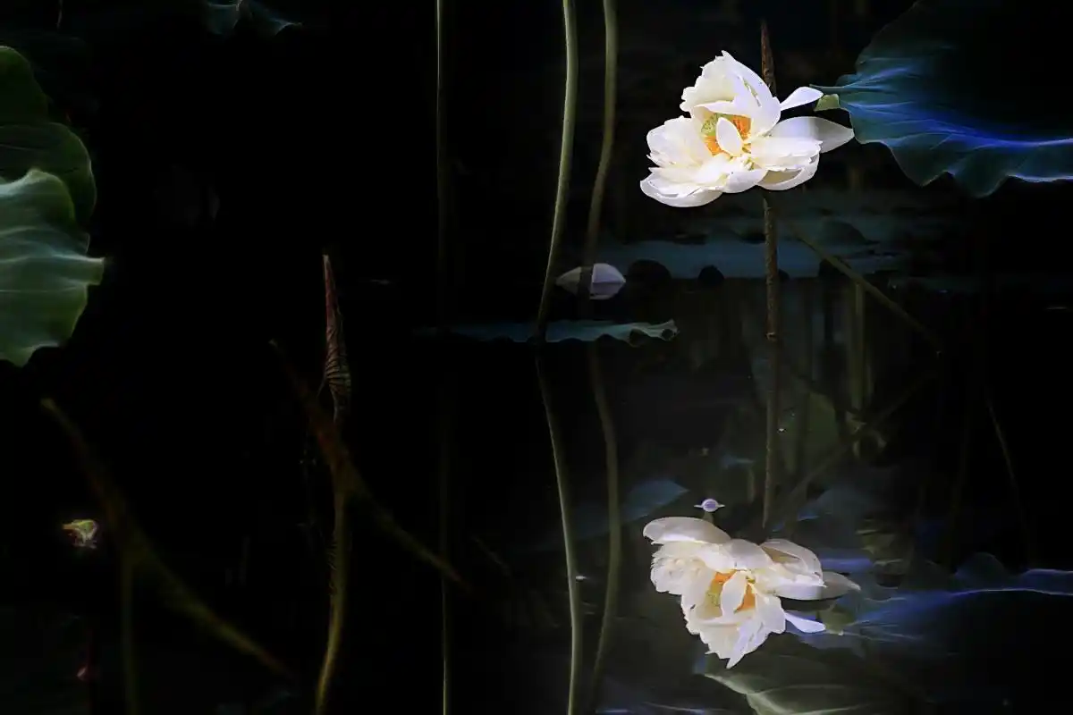 绿叶白荷 淡雅脱俗