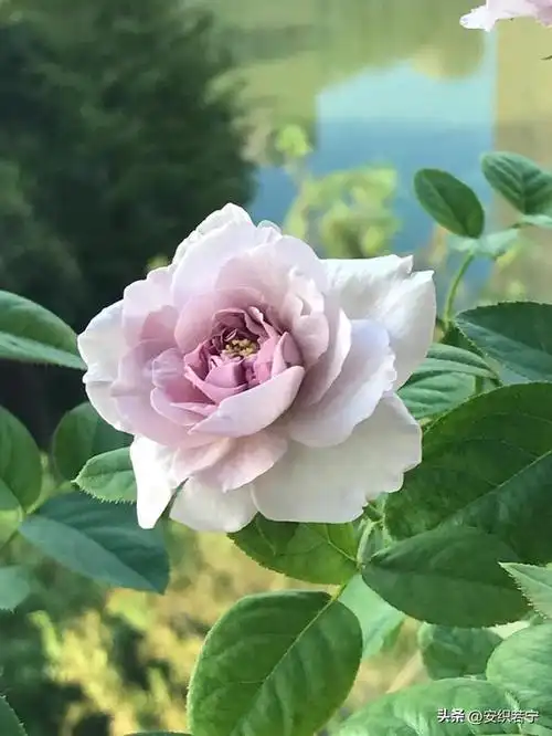 读了友友们对蓝色风暴月季的点评以后,我更喜爱这款月季花了