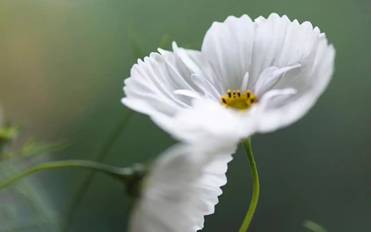 精致白花小清新高清桌面壁纸