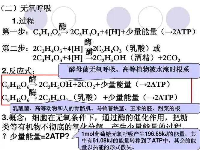 生物必修一课件呼吸作用 (二)无氧呼吸 1.