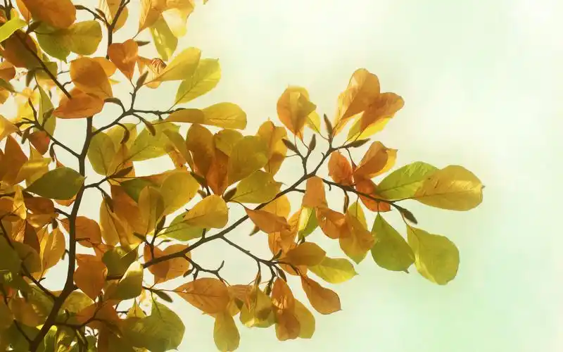 唯美大自然绿色护眼小清新绿叶特写高清桌面壁纸(三)