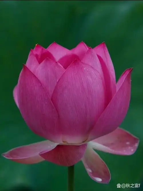 雨露滋润的清晨,一朵含苞待放的荷花,清新脱俗,美得让人心醉.