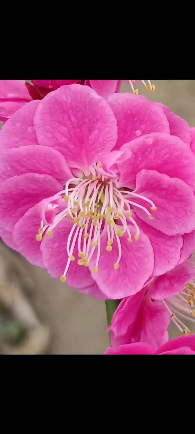 梅花新品种红牡丹,稀有珍贵品种,重瓣,花色桃红色,十分鲜艳, - 抖音