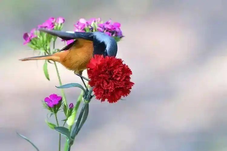 送你一组漂亮的花鸟