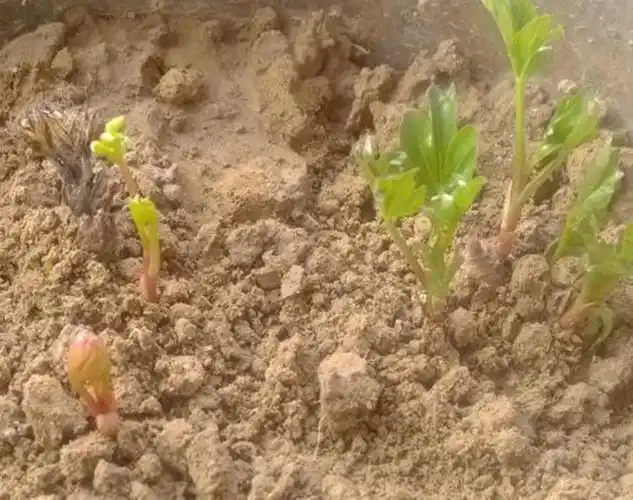 牡丹种子批发牡丹科学育苗方法