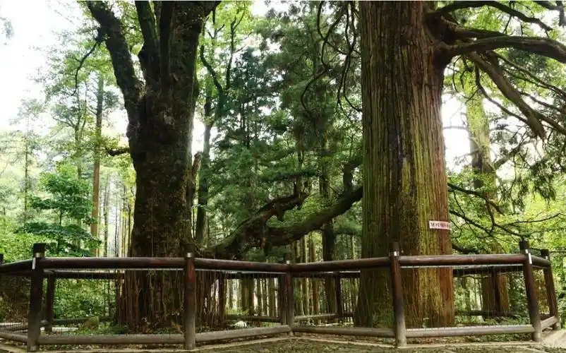 向您推介:庐山 【三宝树】因三株特殊古树而得名.