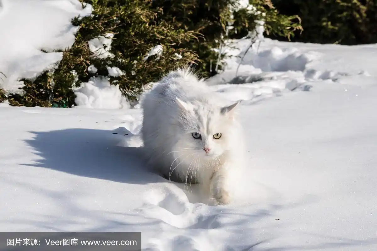 拉脱维亚冬天雪地上的一只白猫