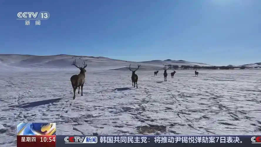 [新闻直播间]内蒙古 马鹿在锡林郭勒草原徜徉漫步