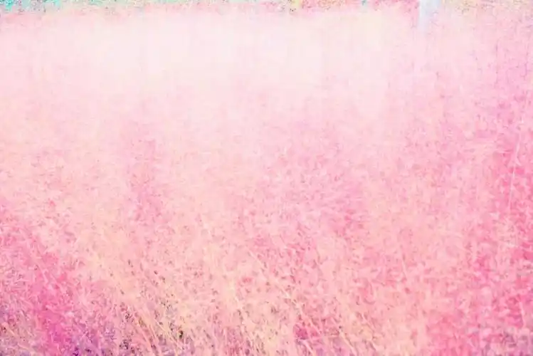 大洋湾最新打卡地,秋风微凉带你邂逅浪漫的粉色花海!