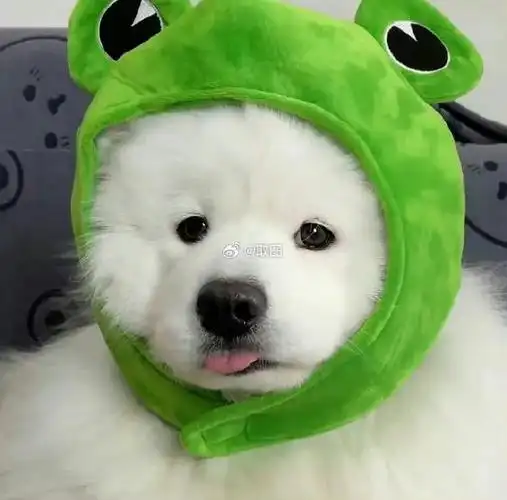 【图片编号 5543】超萌小猫小狗头像