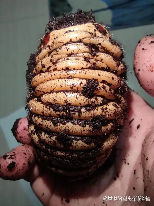 有没有恶心的虫子图