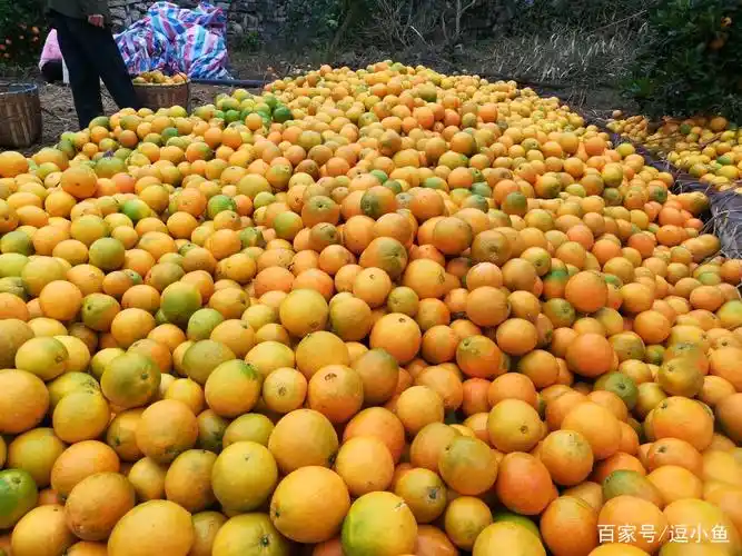 橙子丰收了橙香四溢